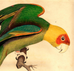 wilson-carolina-parrot-only-drawing-400-ppi.jpg