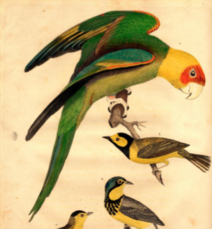 wilson-carolina-parrot-only-drawing-400-ppi.jpg